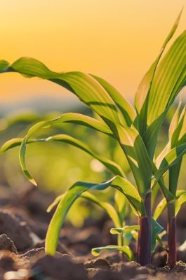 SMAG Farmer By Soufflet Agriculture
